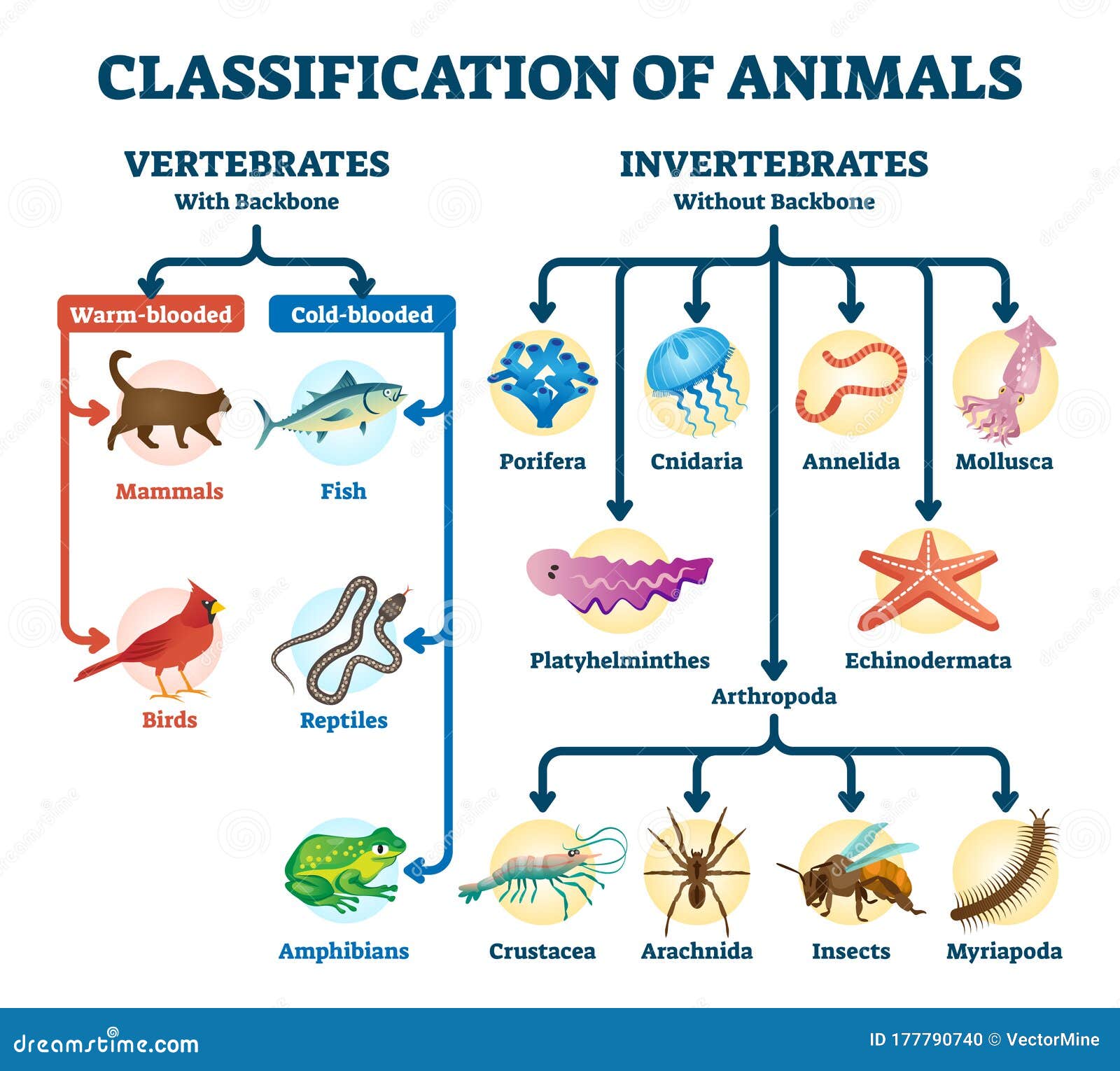 Classification Animals Stock Illustrations – 113 Classification Animals  Stock Illustrations, Vectors & Clipart - Dreamstime