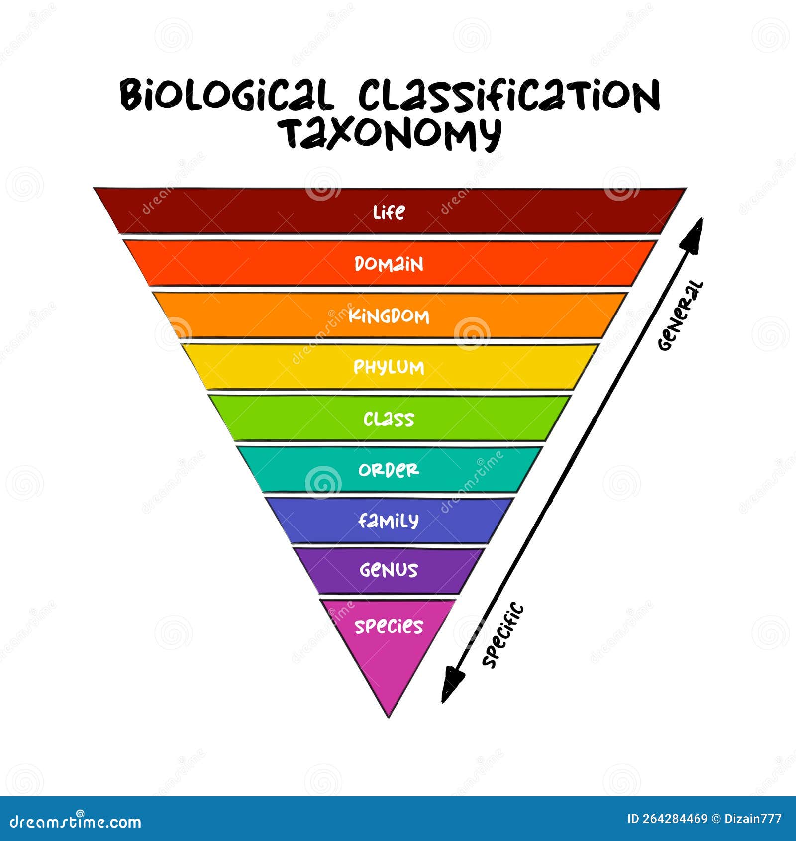 Classification Biologique Classification Taxonomie Rang Niveau Relatif Classification Biologique Classification Taxonomie Rang Niveau Relatif