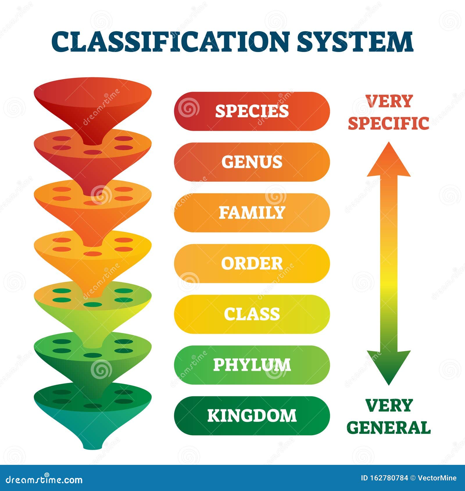 classification system  . labeled taxonomic rank scheme.