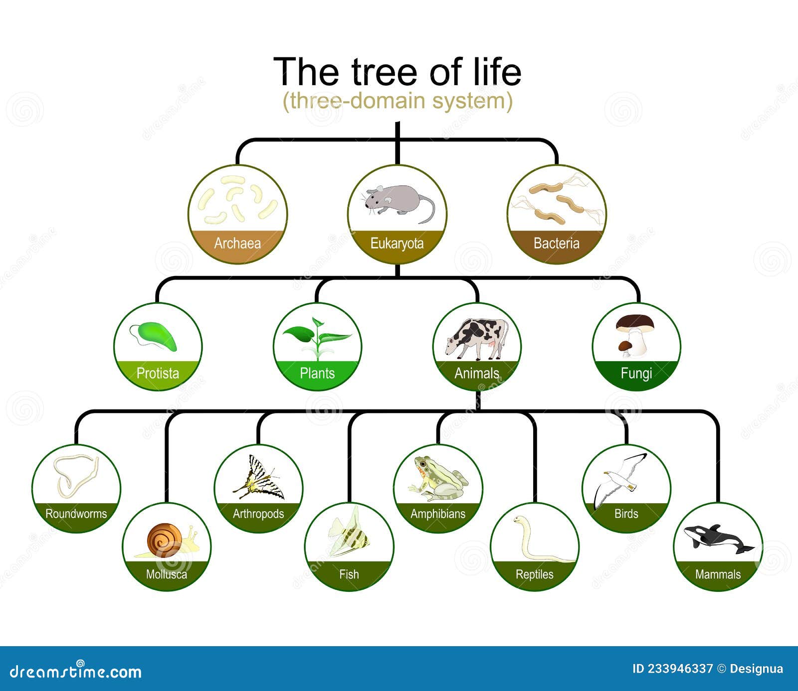 classification of tree of life. three-domain system. phylogenetic and symbiogenetic