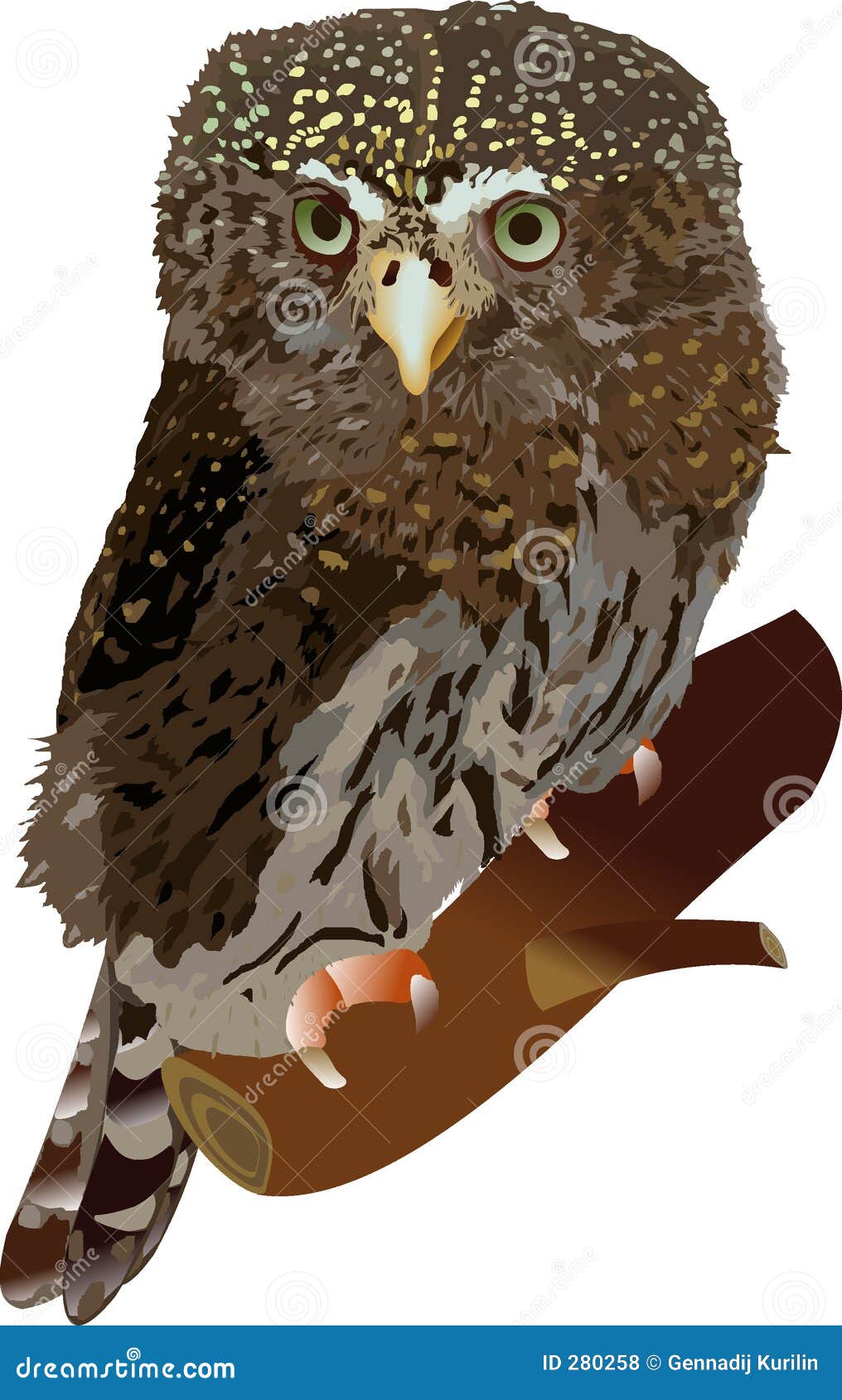 Pygmy Owl Stock Illustrations 62 Pygmy Owl Stock Illustrations