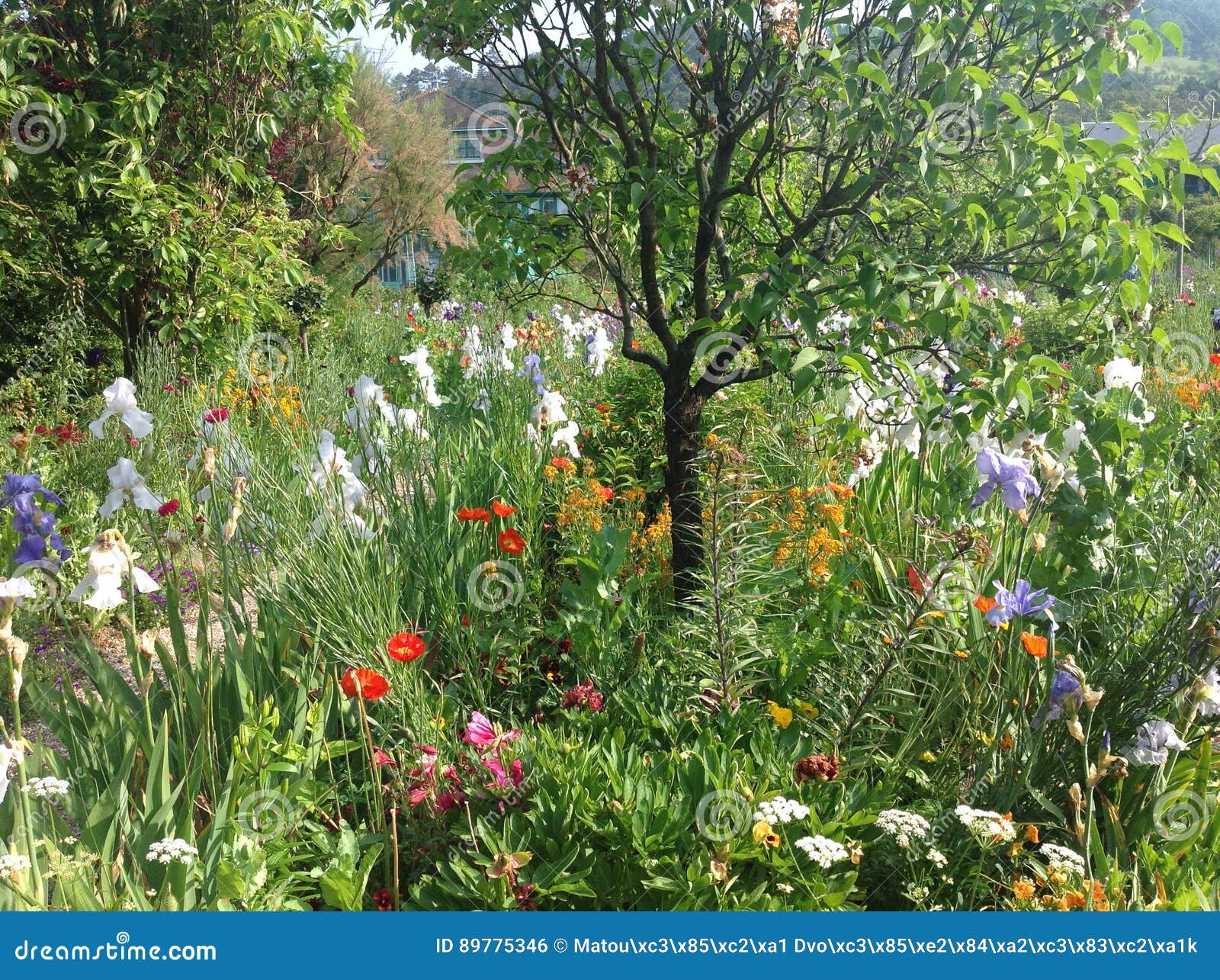 Claude Monet Garten Stockfoto Bild Von Claude Garten 89775346