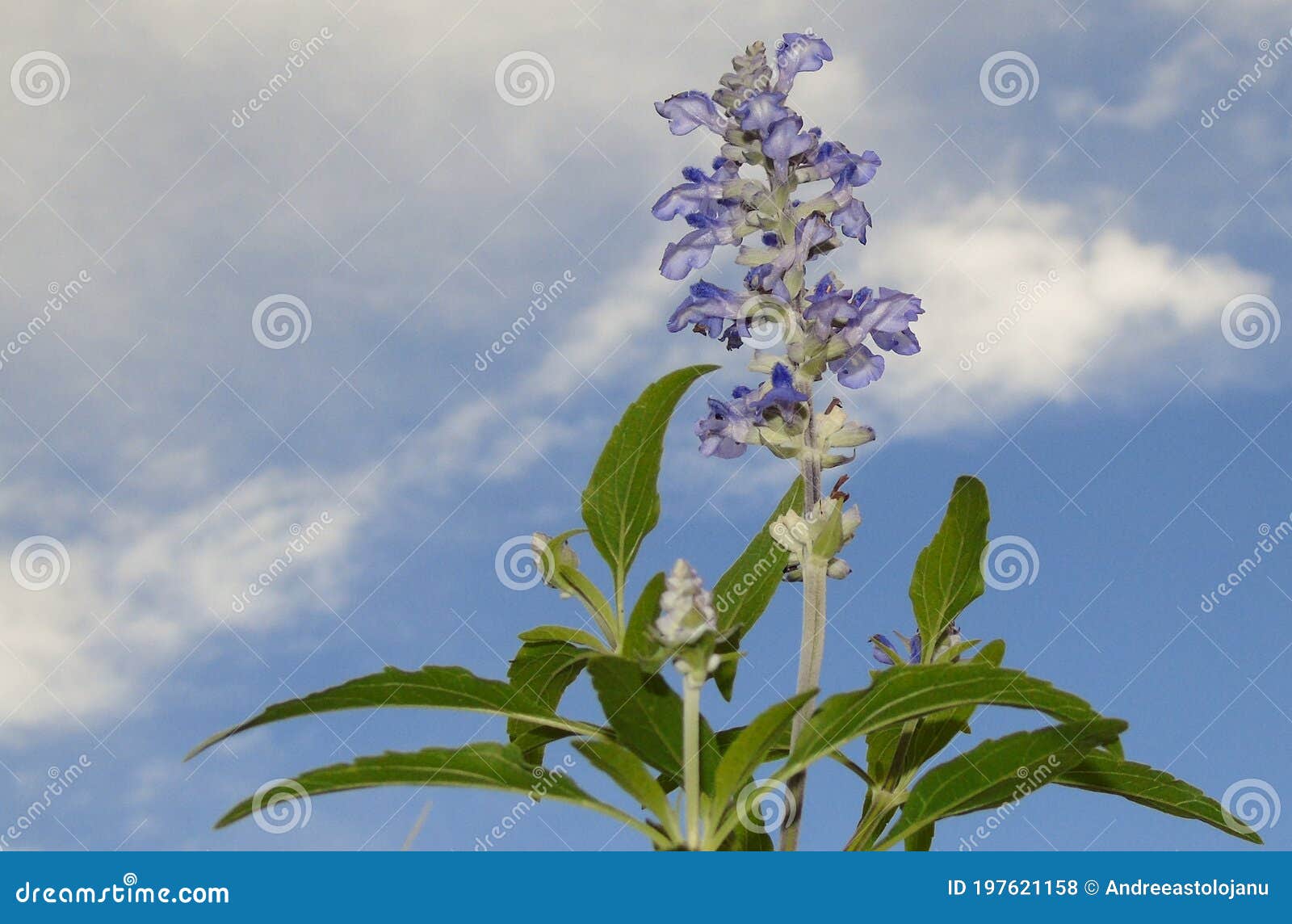 Clausura De La Flor De Lavanda Azul Con Hojas Verdes Sobre El Fondo Del  Cielo, Planta, Naturaleza, Jardín Foto de archivo - Imagen de planta, azul:  197621158