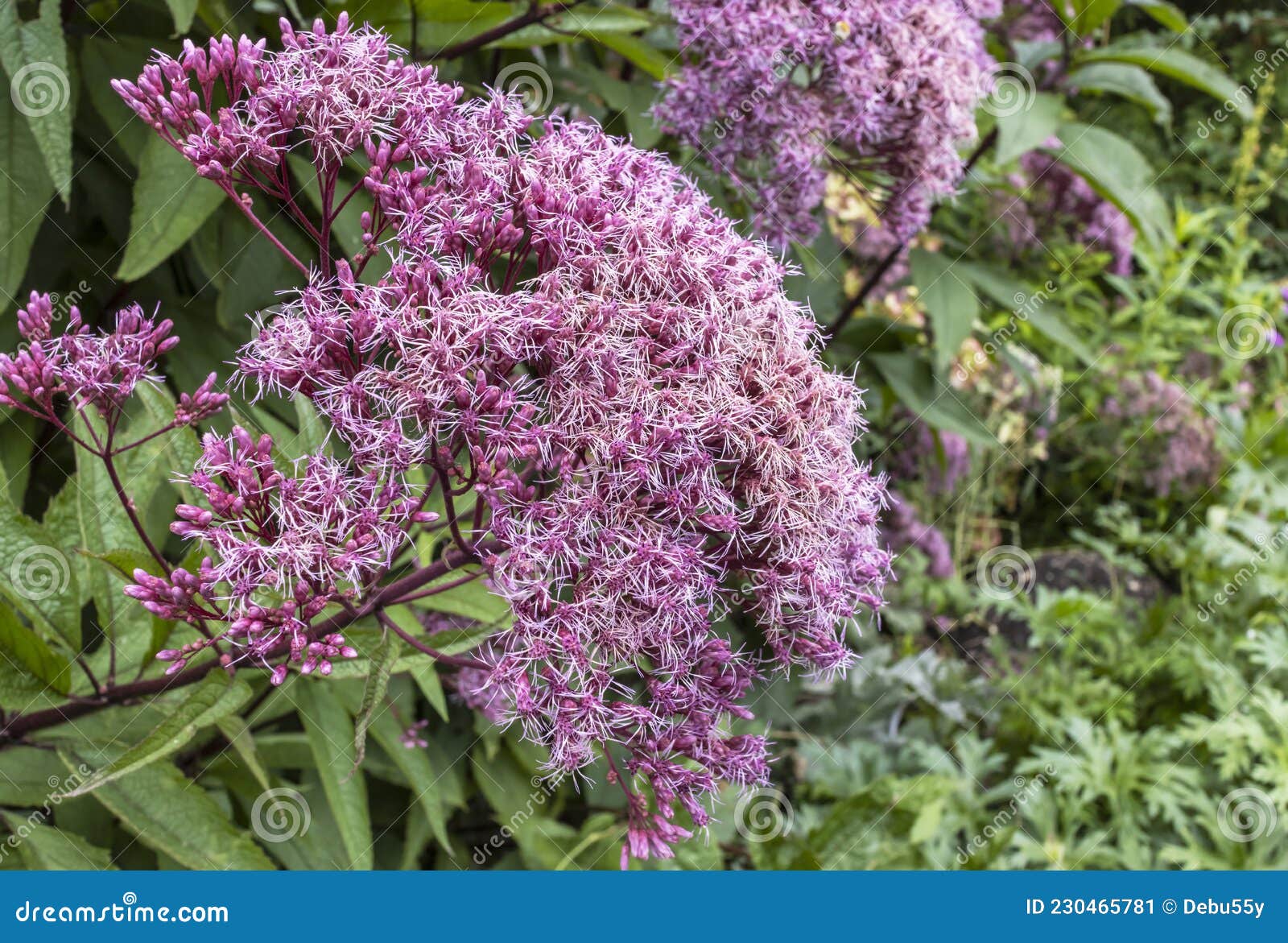 Clausura De Racimo Violeta De Hierba De Foliar En Un Jardín. Imagen de archivo - Imagen de lila, diurético: 230465781 Clausura De Racimo Violeta De Hierba De Foliar En Un Jardín. Imagen de archivo - Imagen de lila, diurético: 230465781