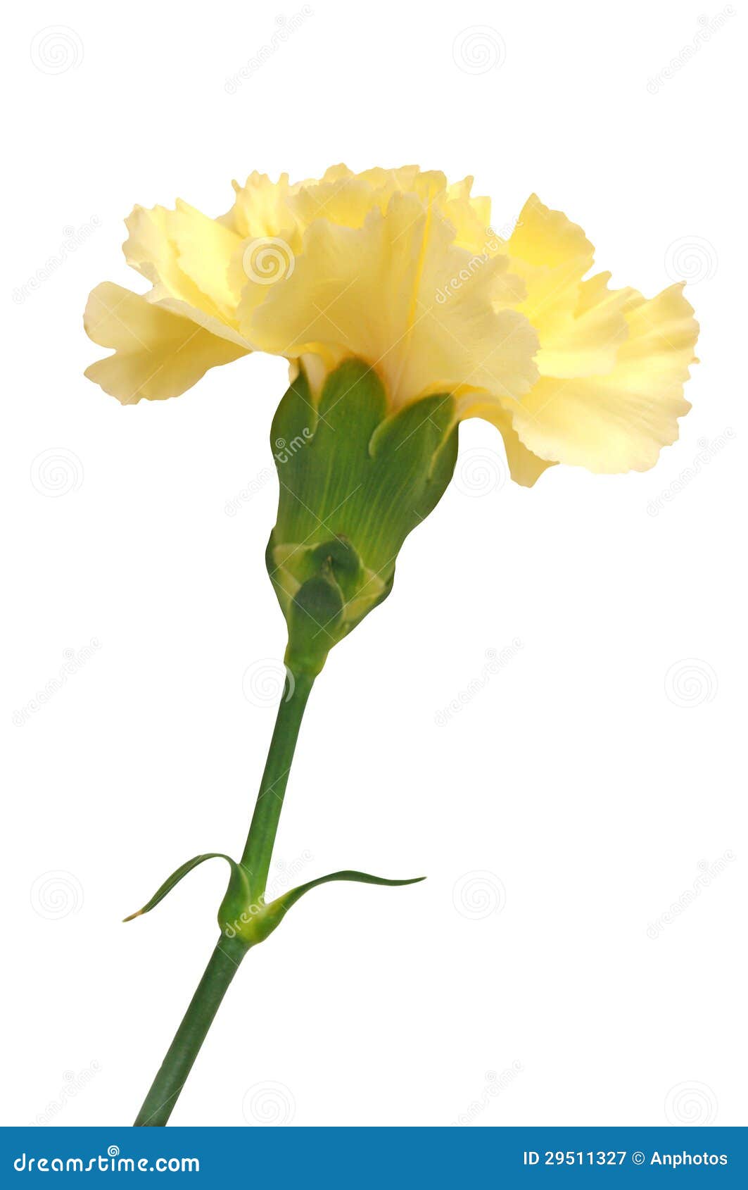 Clavel amarillo claro imagen de archivo. Imagen de flor 29511327