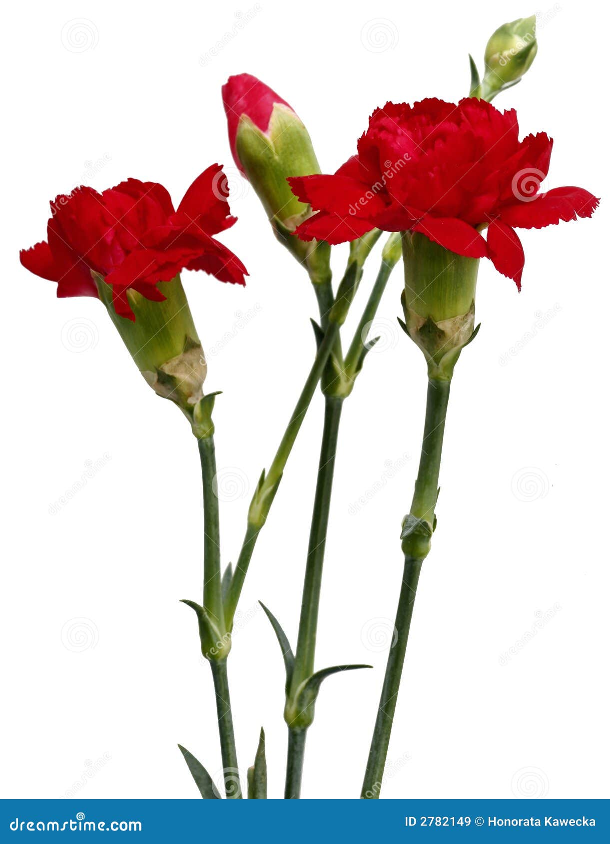 Details 48 clavel flor en ingles Abzlocal.mx