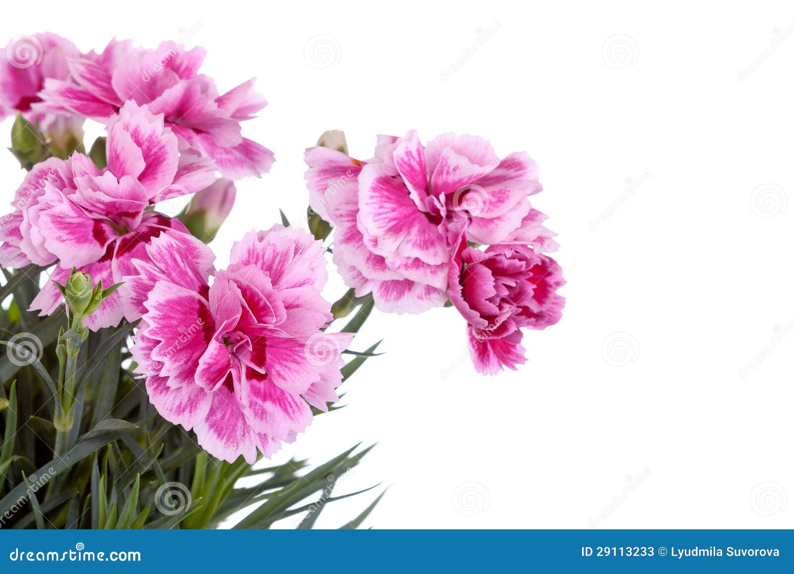 Clavel rosado imagen de archivo. Imagen de color, perenne 29113233