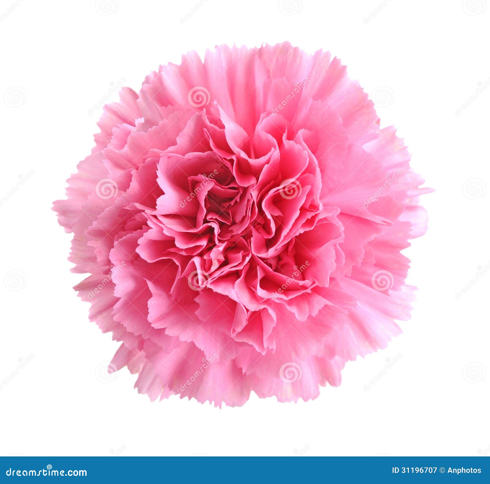 Clavel rosado imagen de archivo. Imagen de verde, ramo 31196707