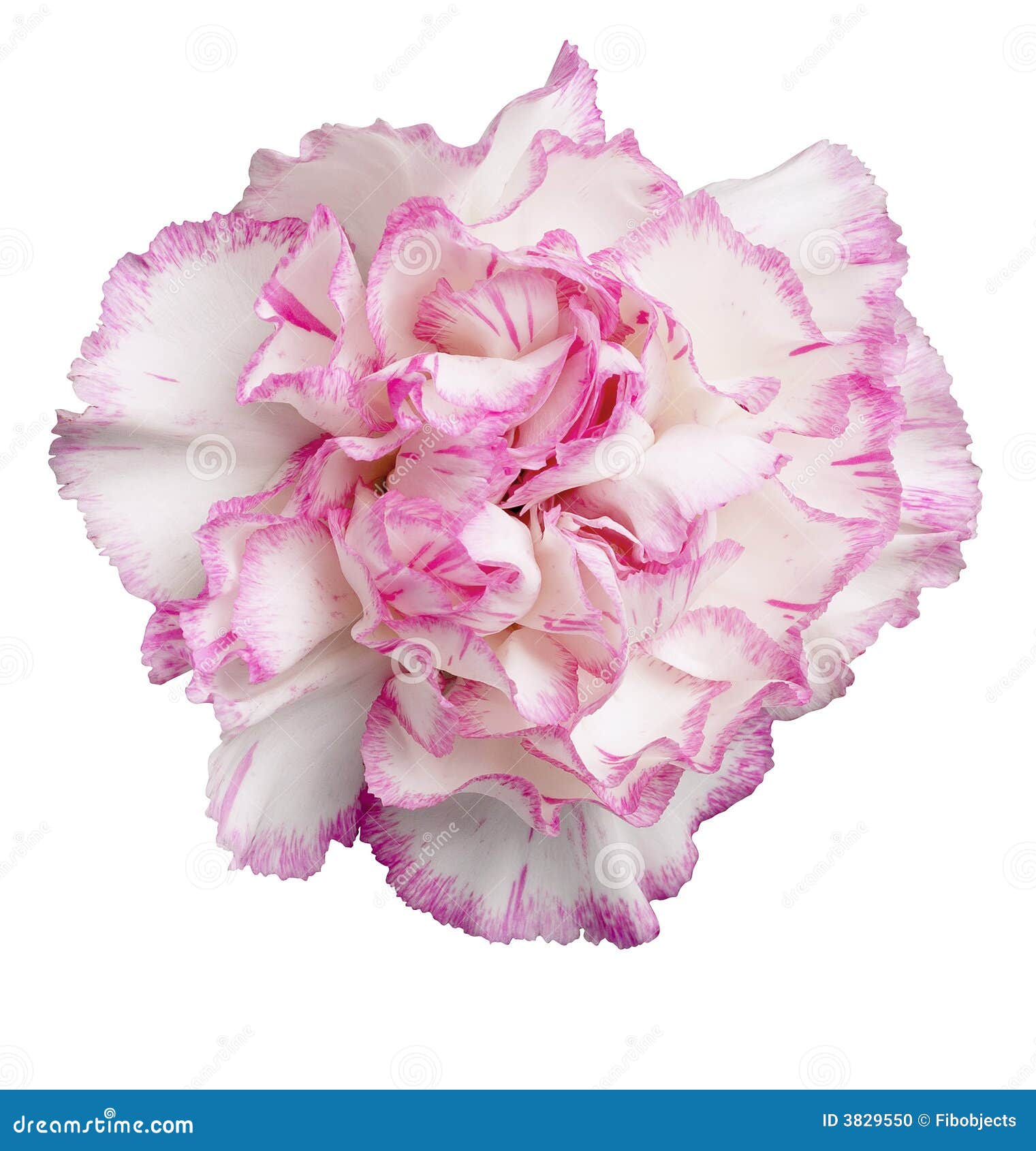 Clavel RosadoBlanco foto de archivo. Imagen de pétalo 3829550