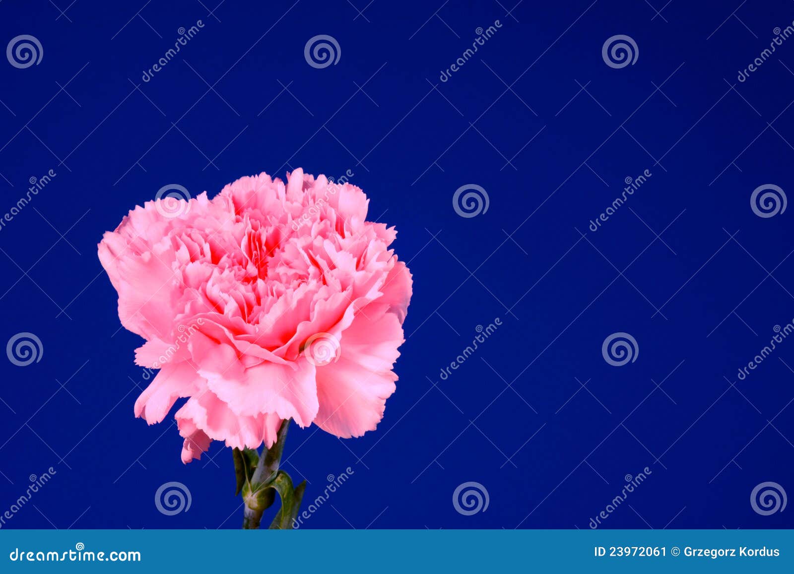 Clavel rosado de la flor imagen de archivo. Imagen de cultivado 23972061