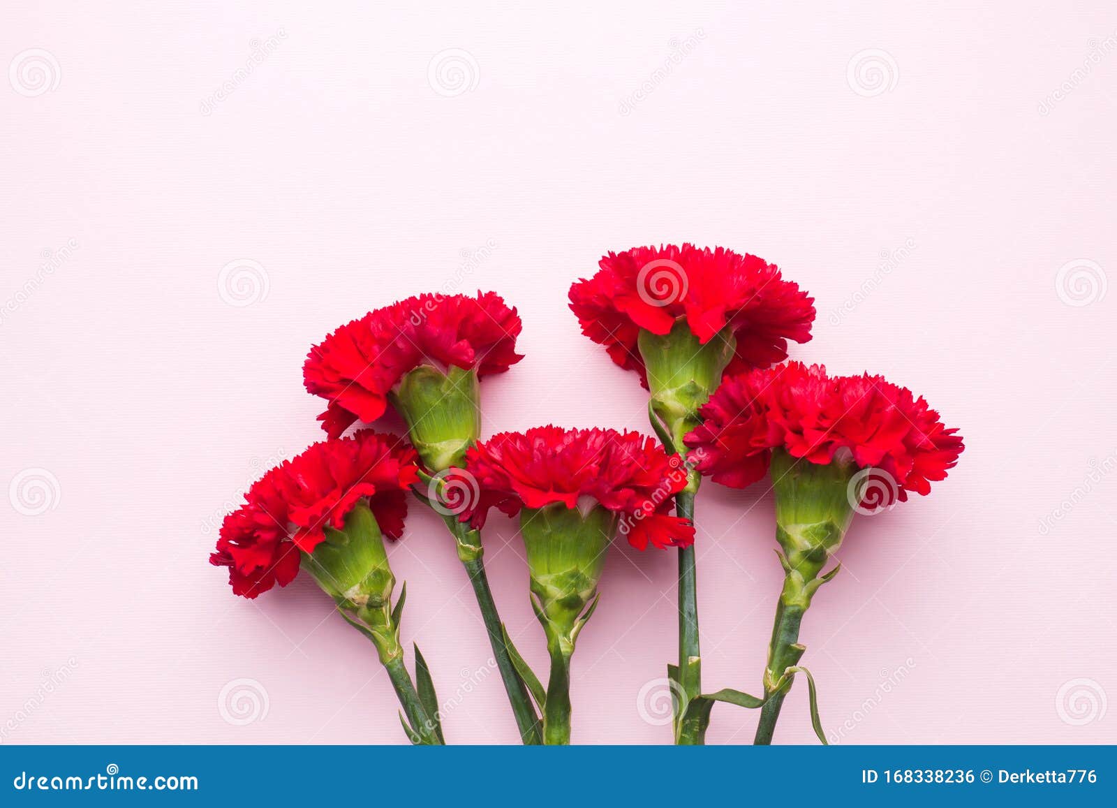 Claveles Rojos Sobre Fondo Rosado Con Espacio Para Copiar Tarjeta Del Día De  La Madre, Día De San Valentín Foto de archivo - Imagen de regalo, marzo:  168338236