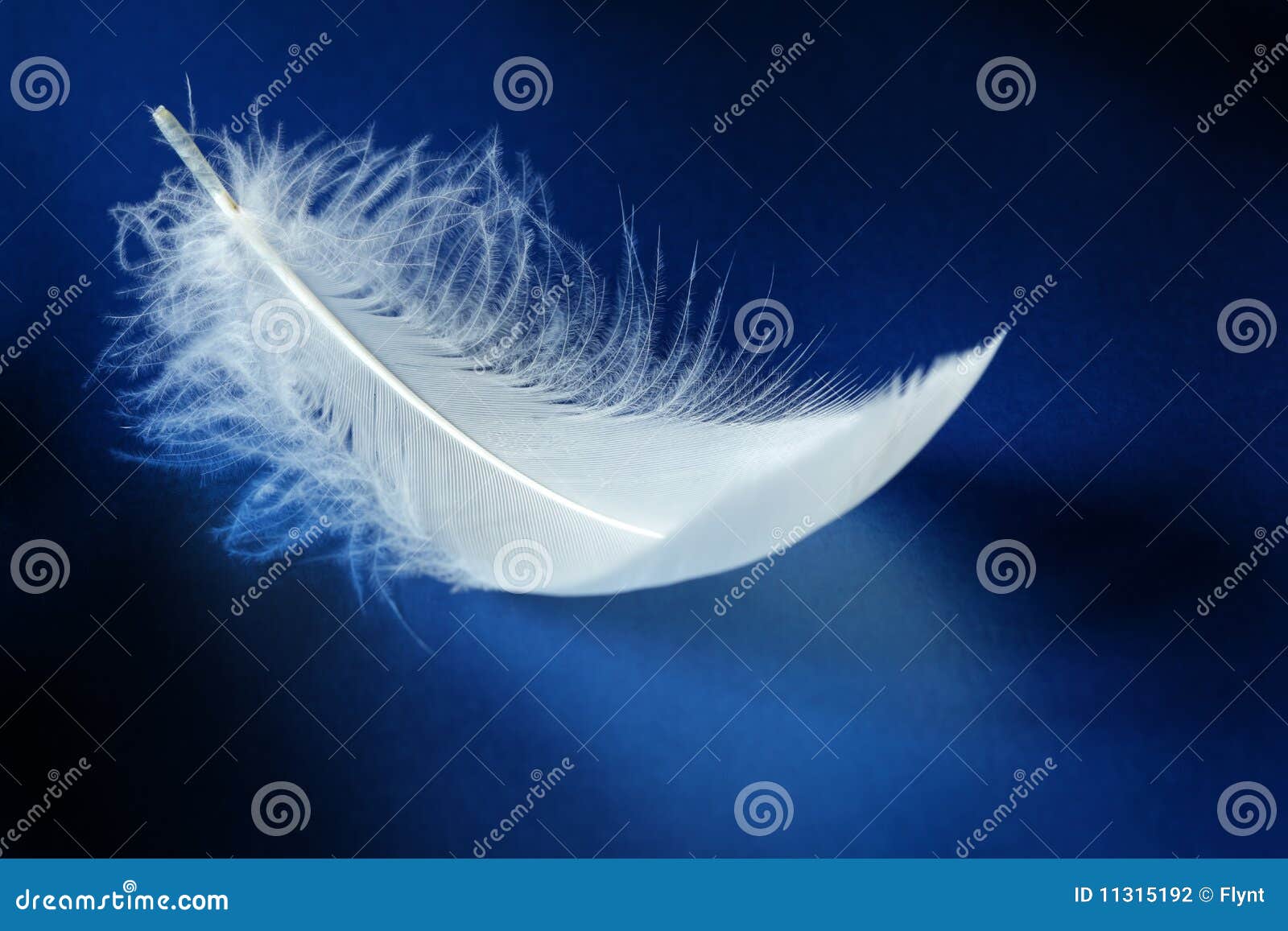 547 700+ Plume Blanche Photos, taleaux et images libre de droits - iStock