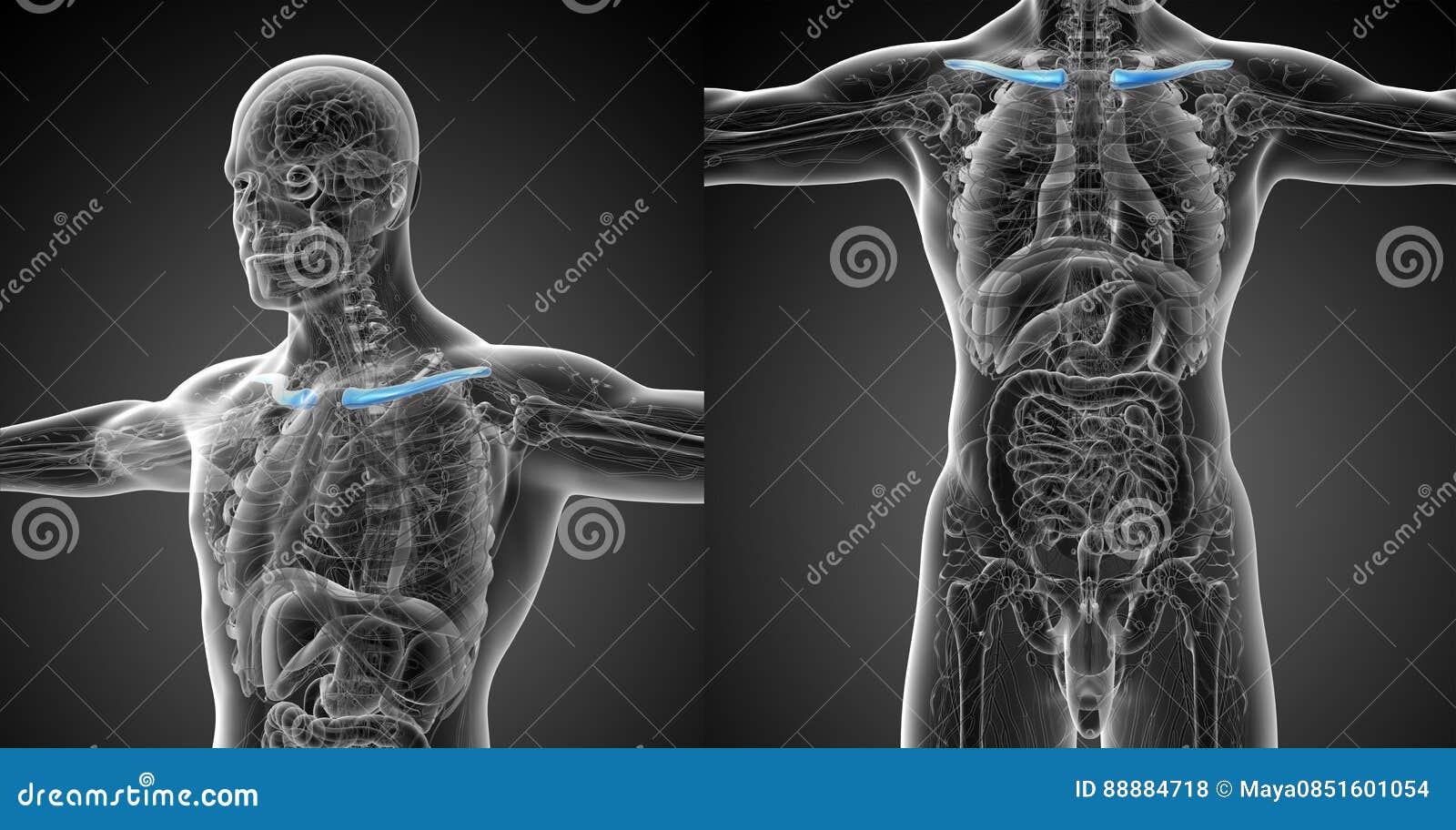 Clavicle Bone Anatomy - Anatomy Bones Stock Photo | CartoonDealer.com