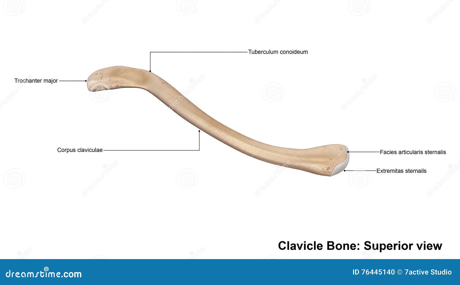 Clavicle Bone Superior View Stock Illustration - Illustration of medial