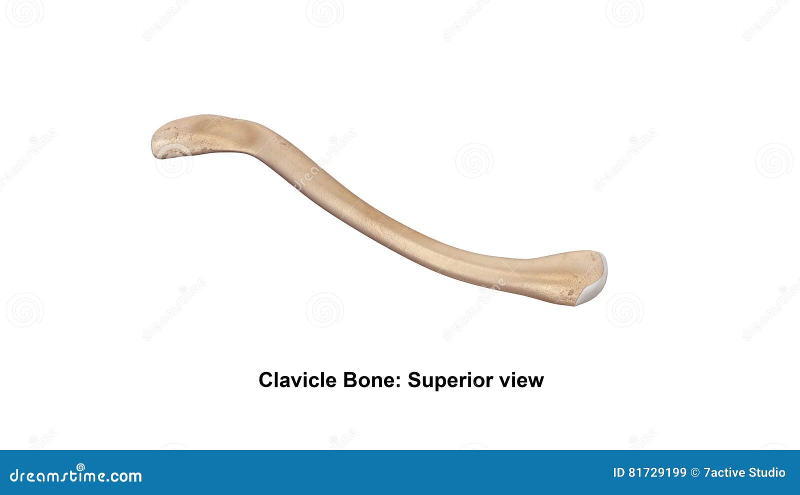 clavicle bone superior view