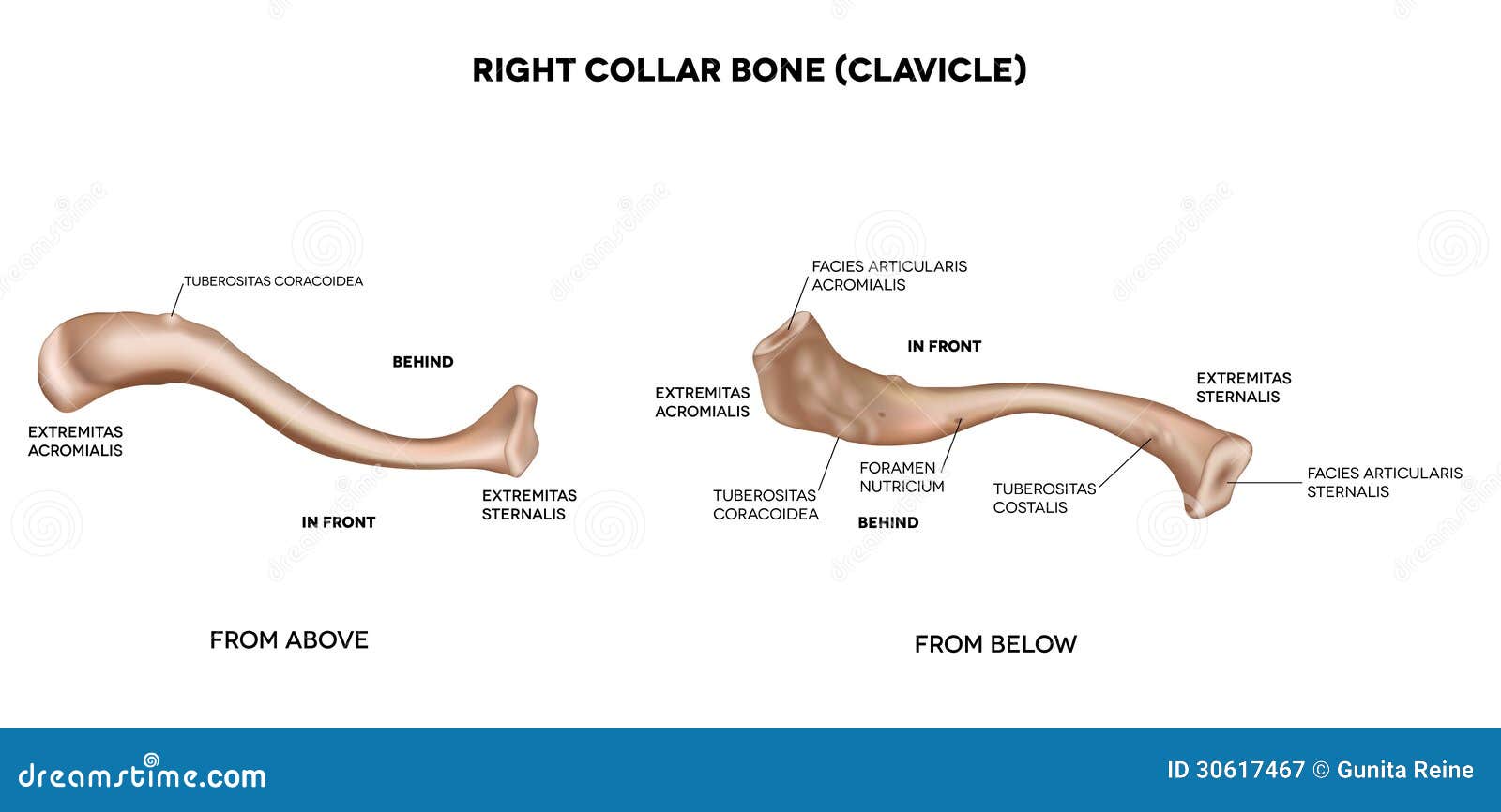 Clavicle Collar Bone Stock Vector Illustration Of Mesh 30617467