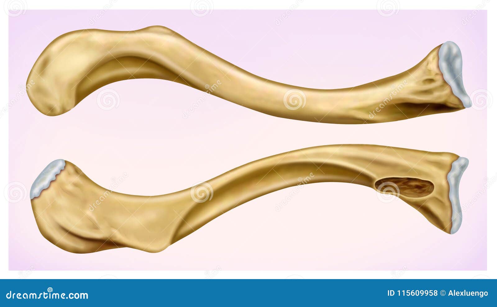 clavicula  front and side view of the human clavicle, located in the upper anterior part of the thorax.