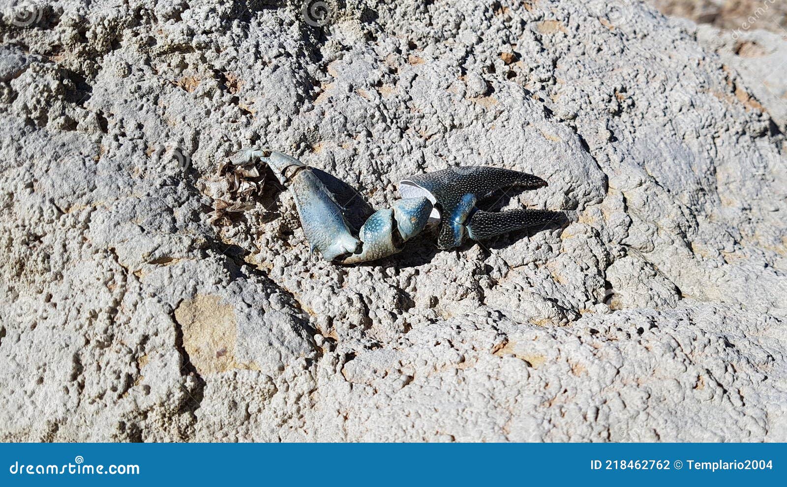claw of blue crayfish on the stones