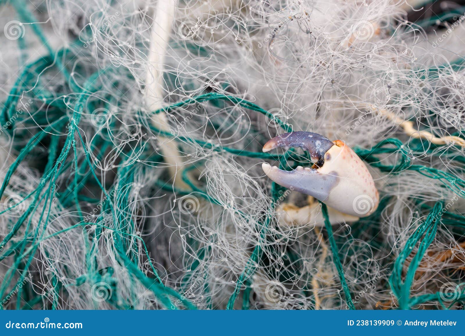The Claw of a Crab Entangled in a Fishing Net Stock Image Image of