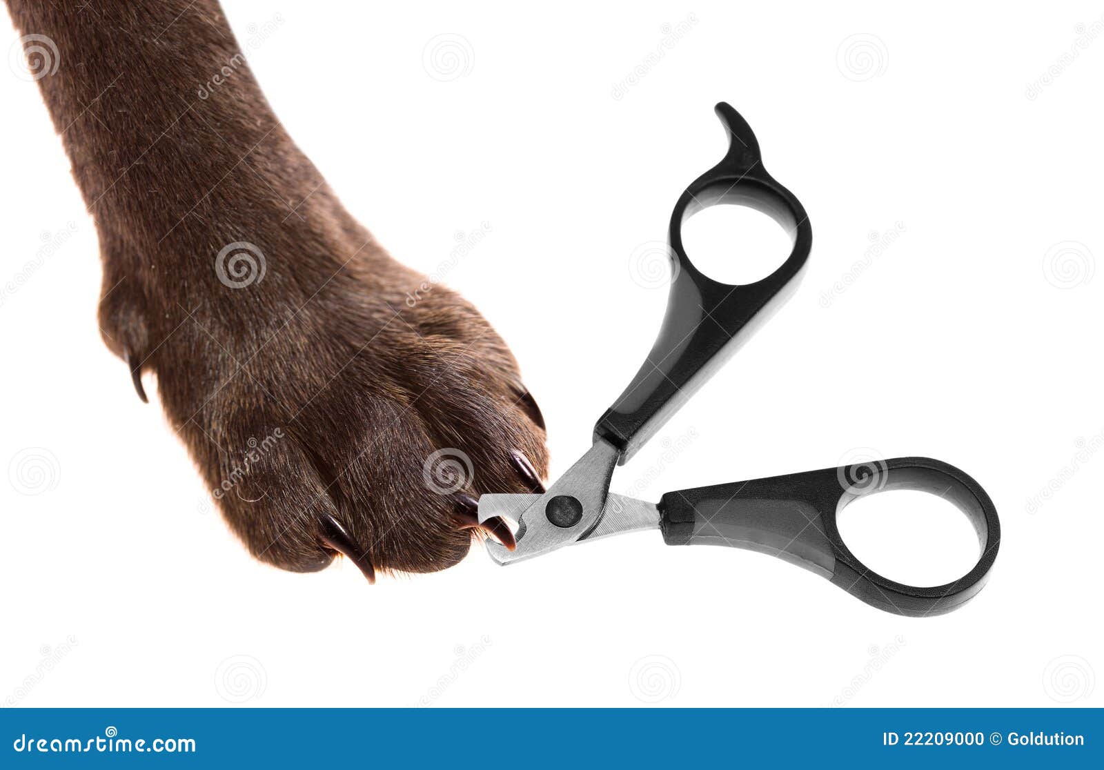 Claw Scissors and a Paw with Claws Stock Photo Image of pedigree