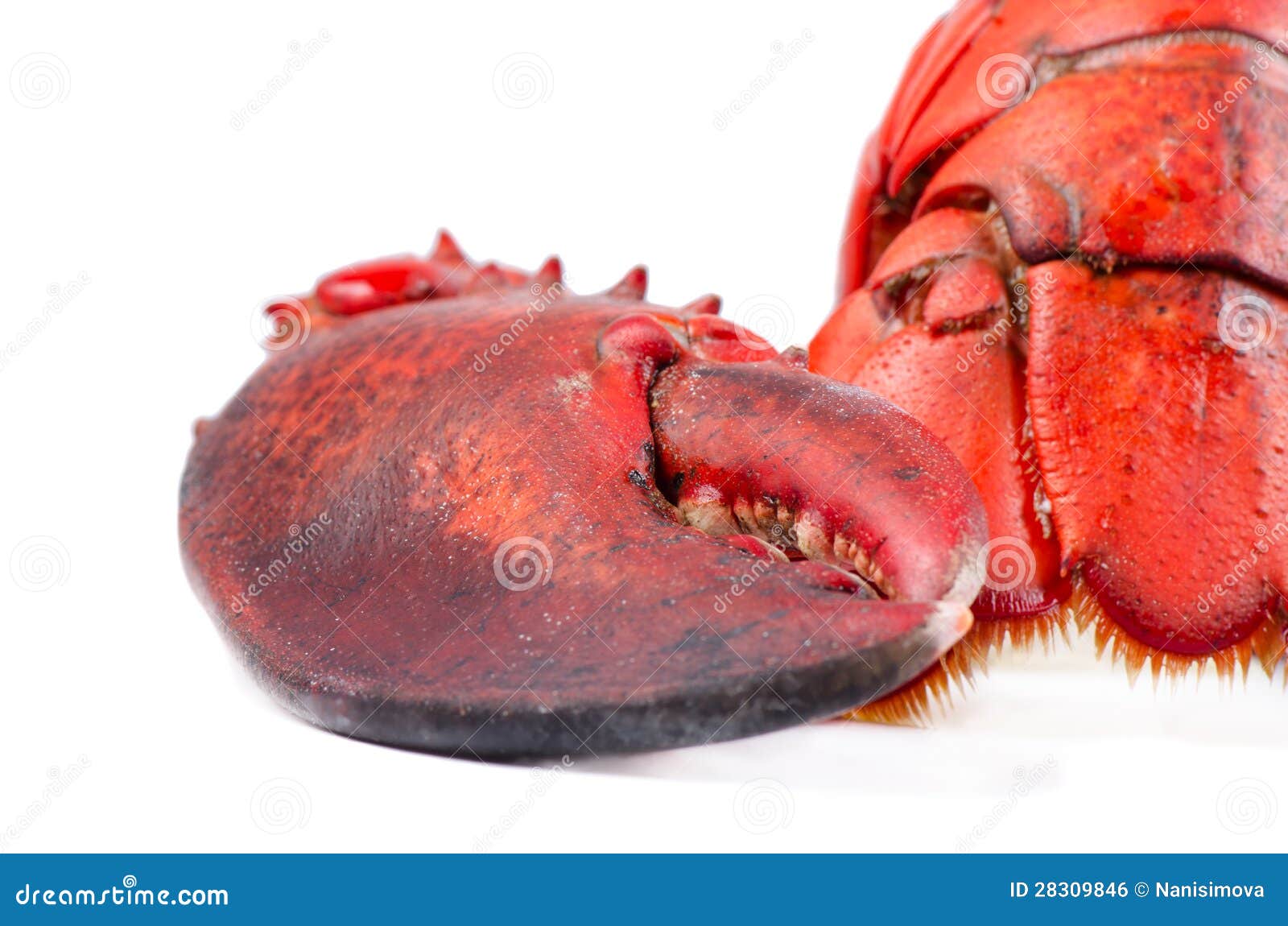 Claw and tail of lobster stock photo. Image of cooked 28309846