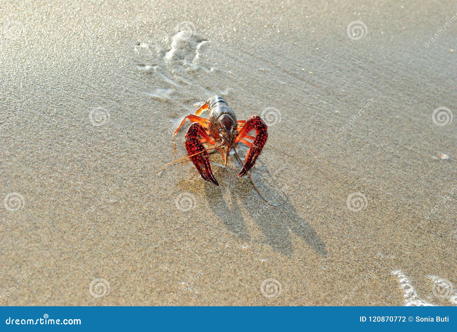 clawed lobster alive on a beach