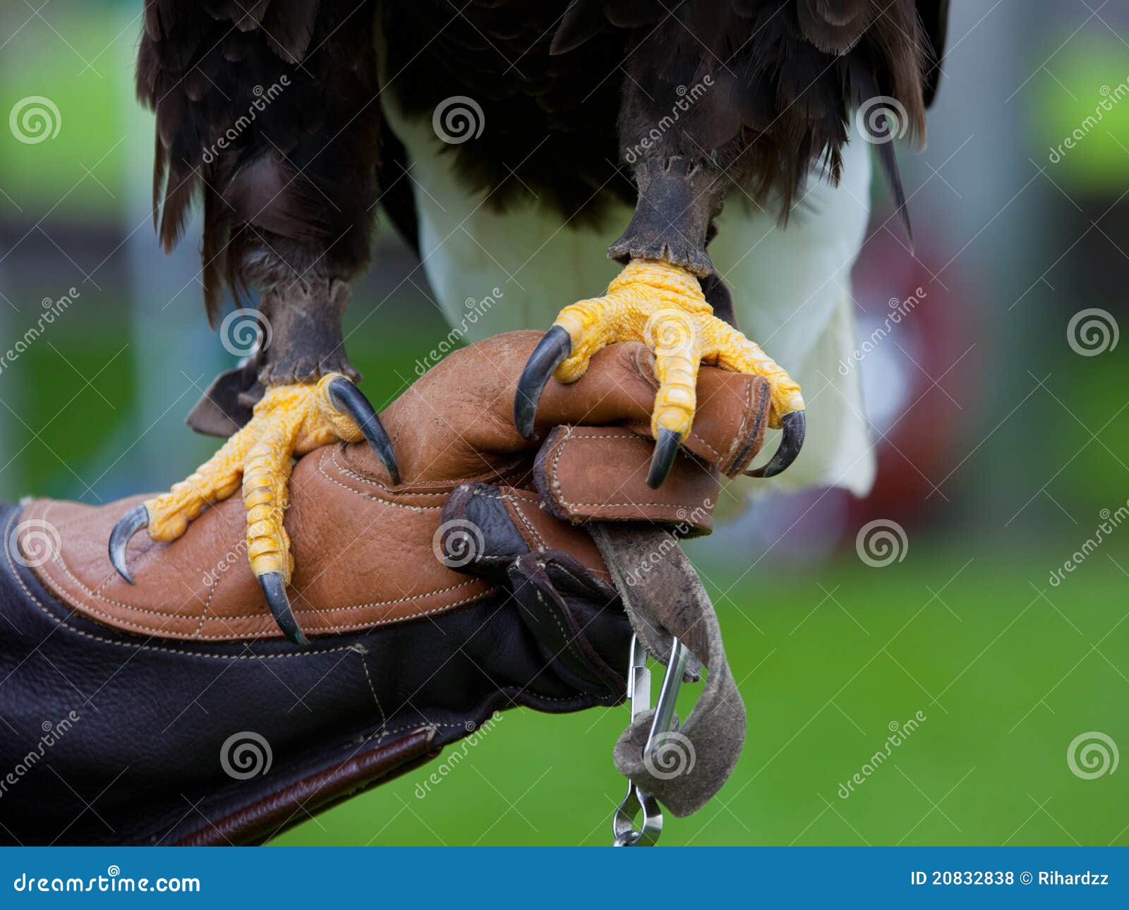 claws of bald headed eagle
