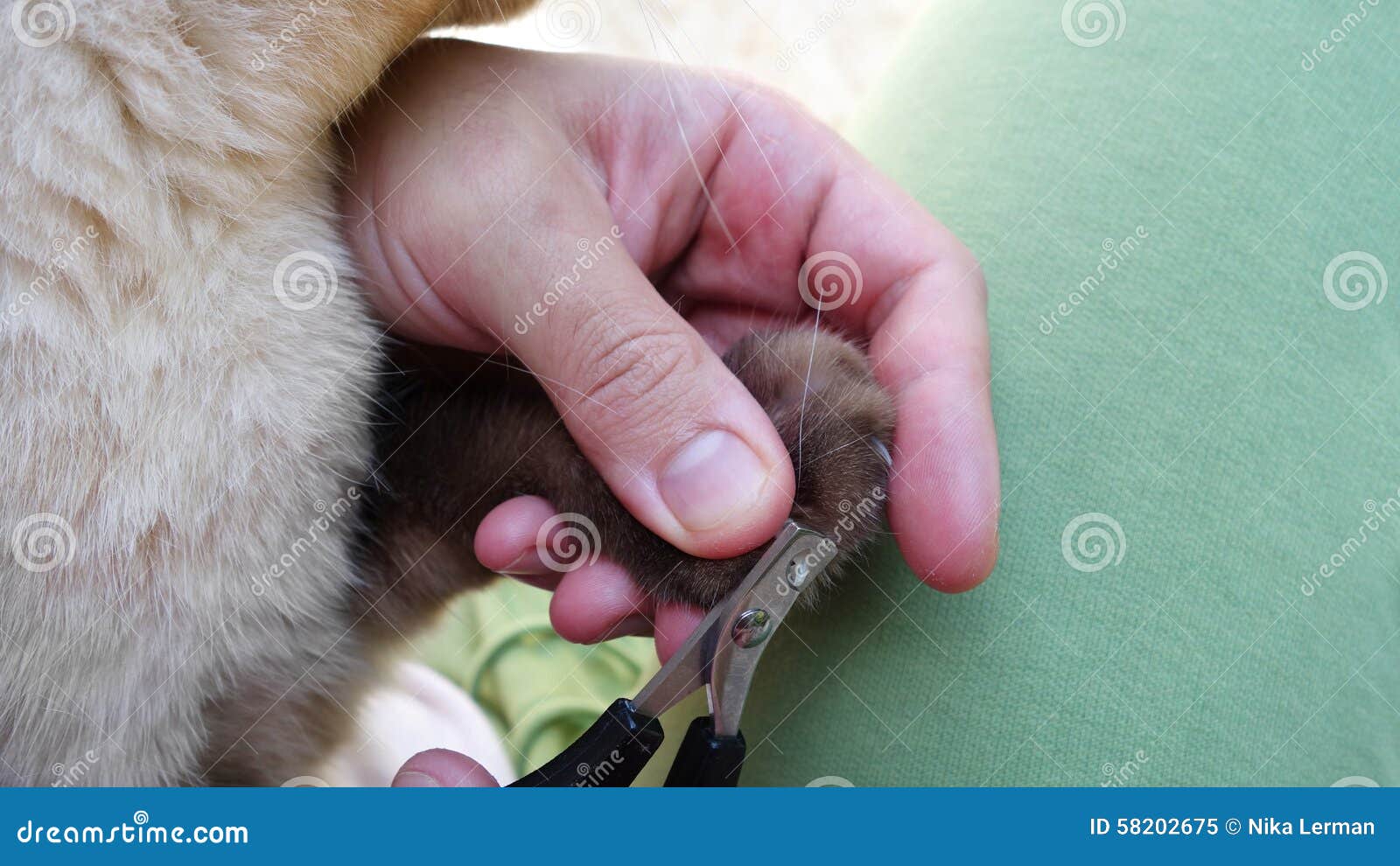 Claws cutting stock image. Image of pets, claws, action 58202675