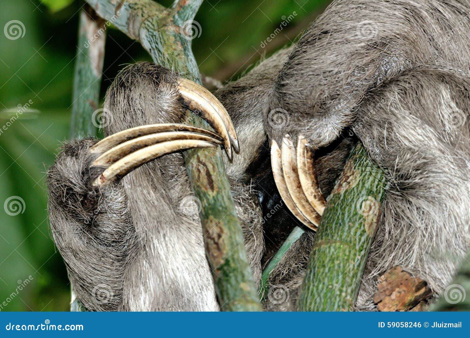 claws of a three-toed sloth