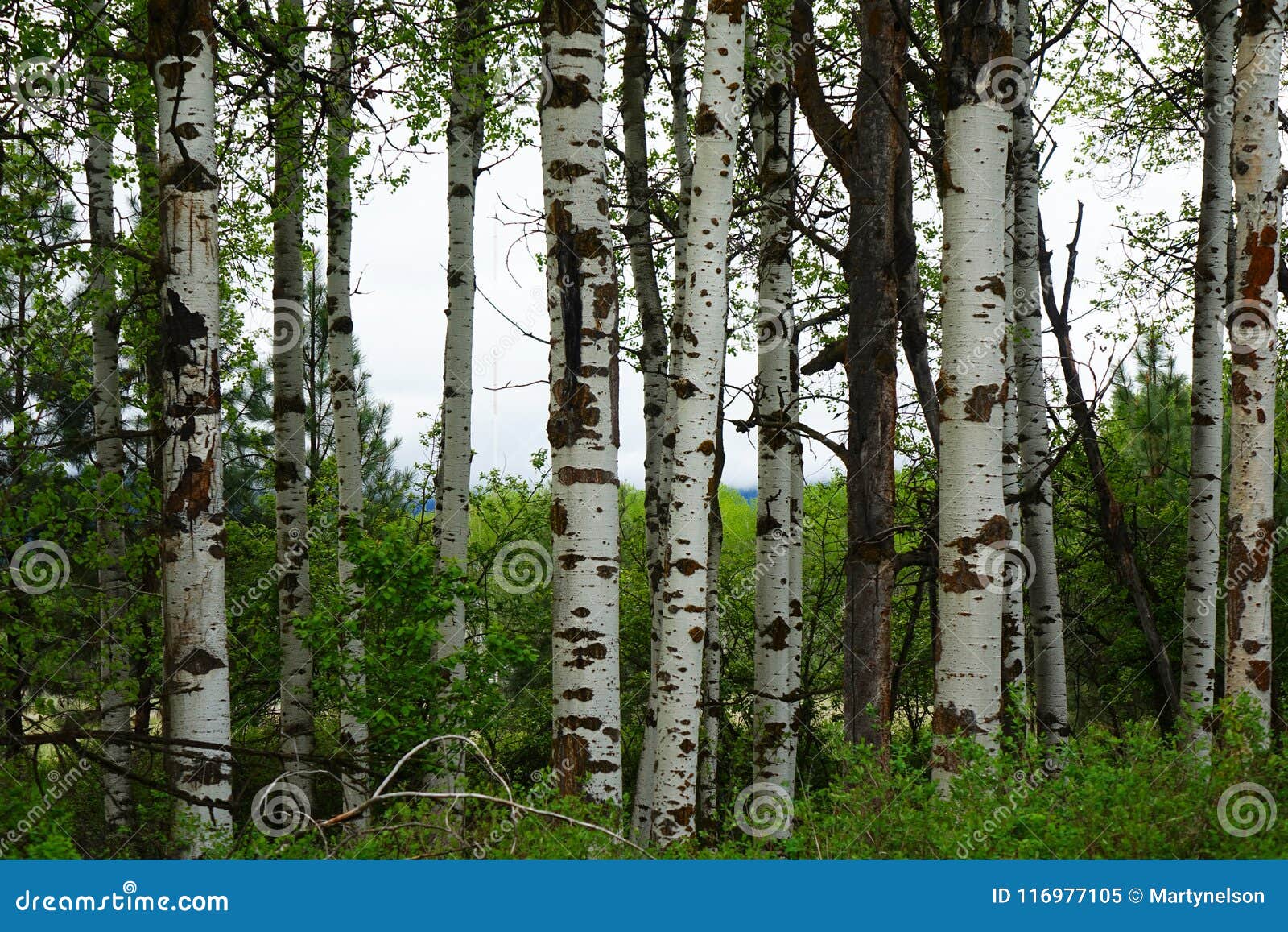 aspen forest near missoula, montana