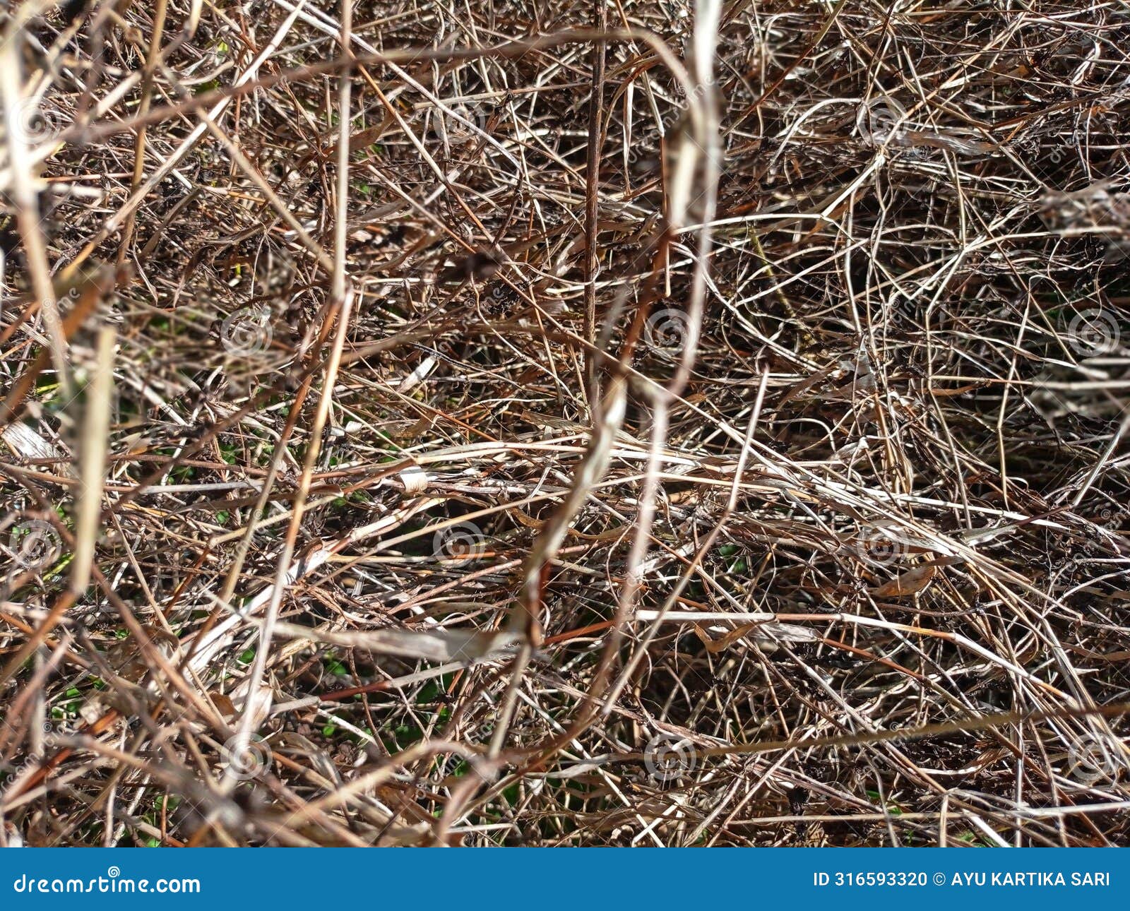 clay grass dries up and dies because it disturbs other plants