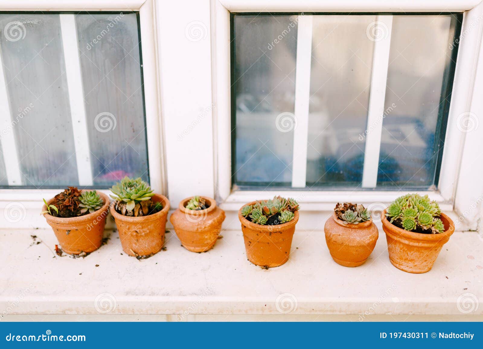 Clay Pots with Succulents on the Windowsill. Stock Image - Image of ...