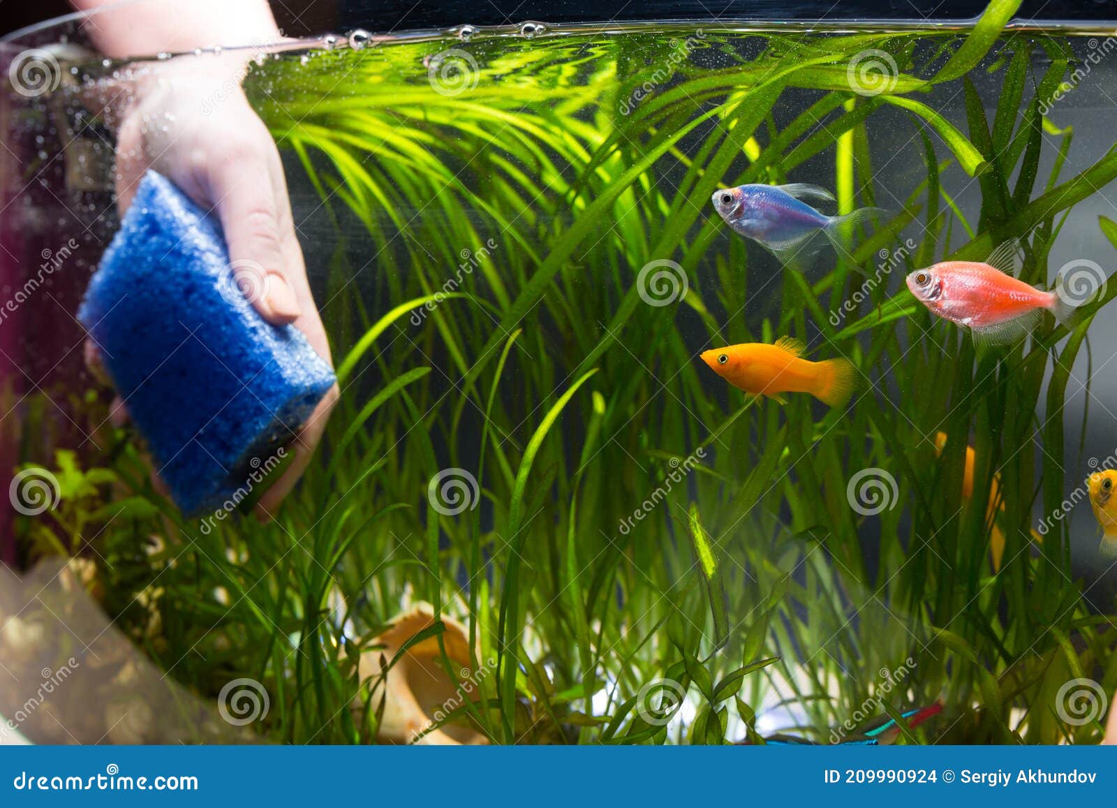 Primitief Voeding kop Clean Aquarium with Sponge. Aquarium Servise. Rools of Keeping Aquarium  Fishes Stock Photo - Image of nature, cleaner: 209990924