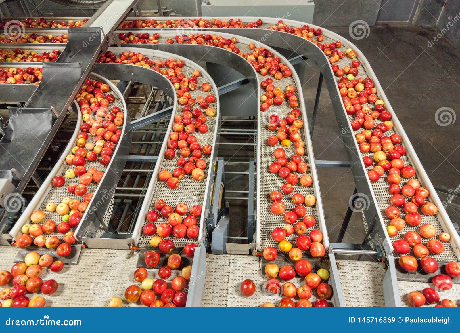 Clean and Fresh Gala Apples on a Conveyor Belt in a Fruit Packaging