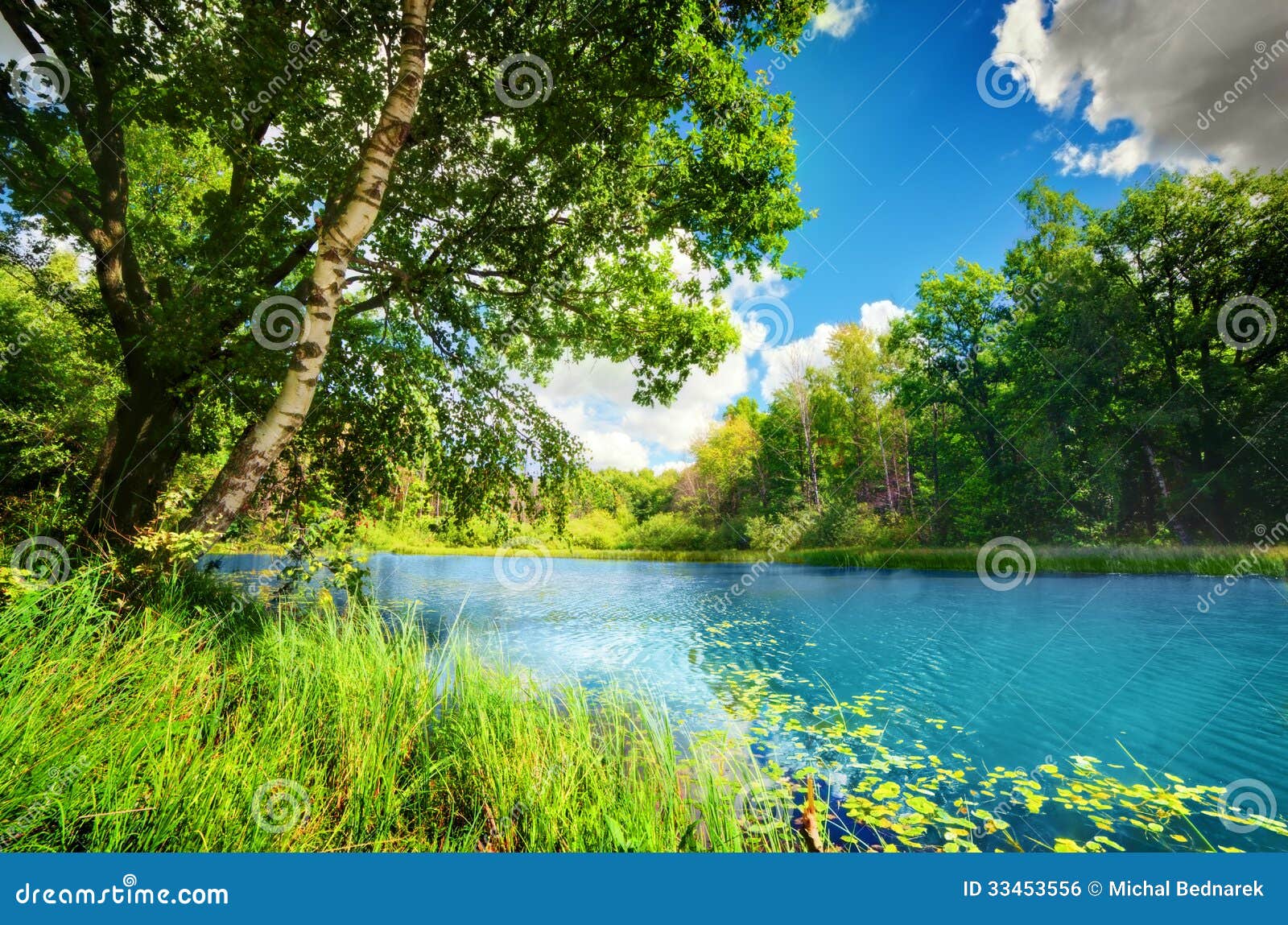 clean lake in green spring summer forest