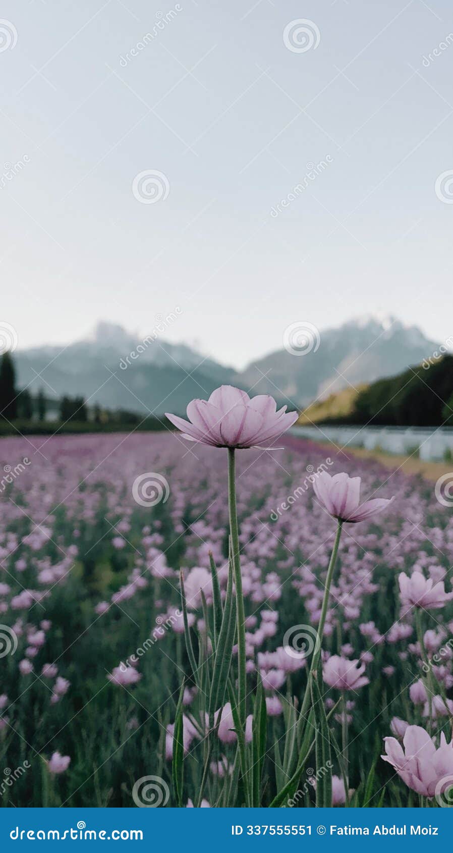 simple photo with plain background, highlighting main subject for clear presentation