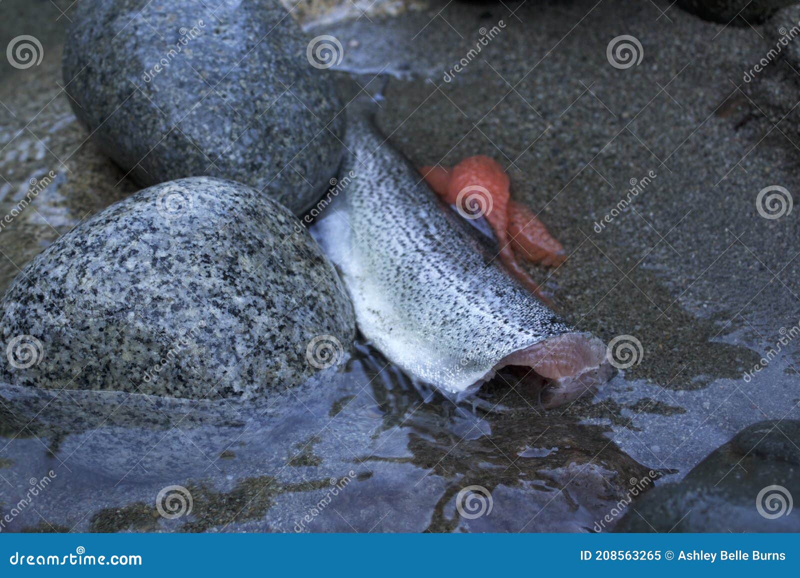 A Cleaned and Gutted Fish Sits in the Cold River Water with it`s Eggs Roe  beside it Stock Image - Image of fresh, rinse: 208563265
