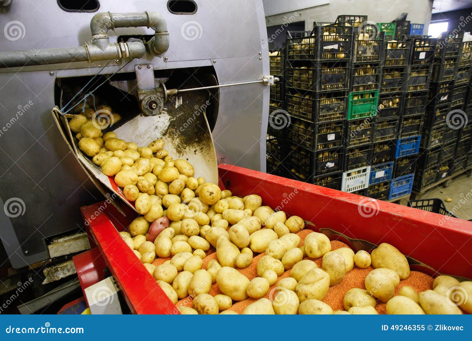 Cleaned Potatoes On Conveyor Belt Stock Photo Image 49246355
