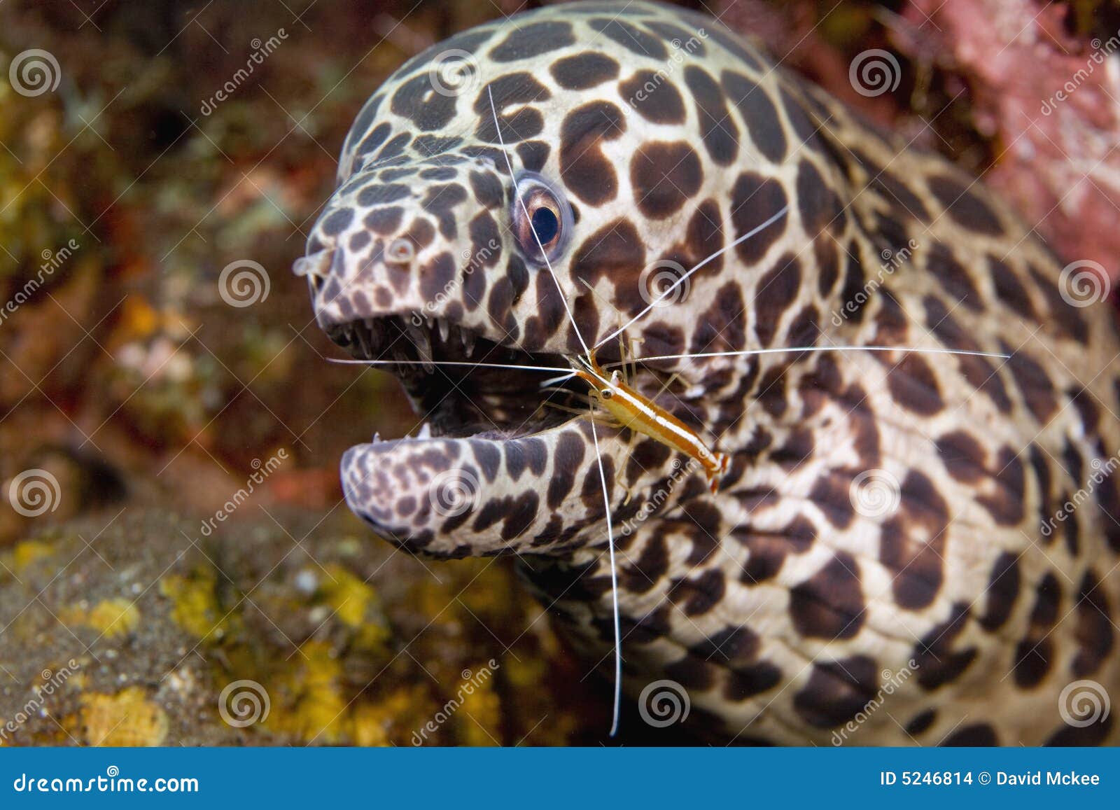 Cleaner Shrimp with Moray Eel Stock Photo Image of bubbles, dive 5246814