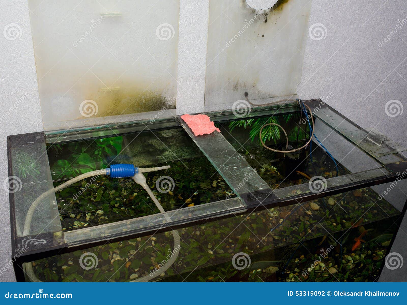 Cleaning the aquarium stock photo. Image of glass, home 53319092