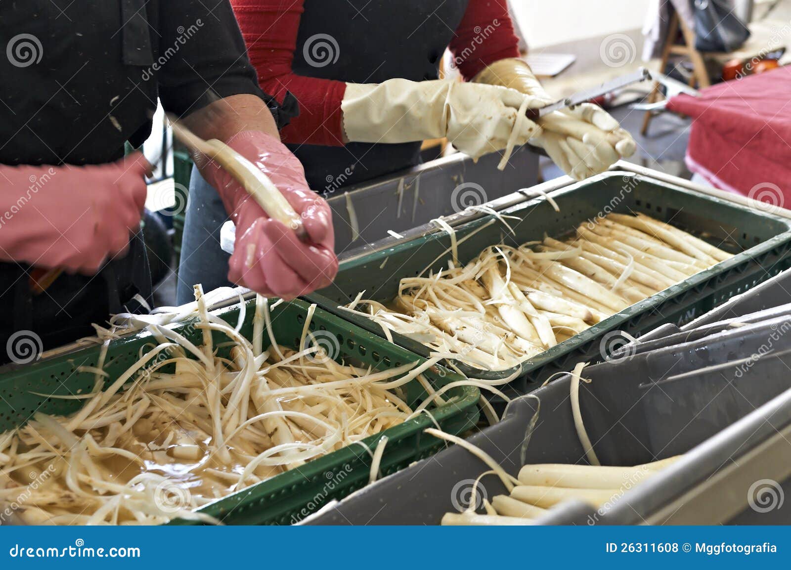 Cleaning asparagus stock photo. Image of agriculture 26311608