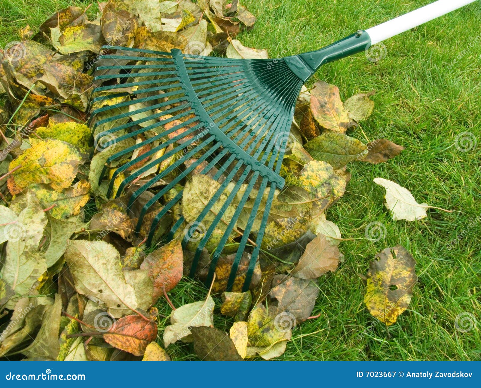 Cleaning of autumn leaves stock image. Image of gather 7023667