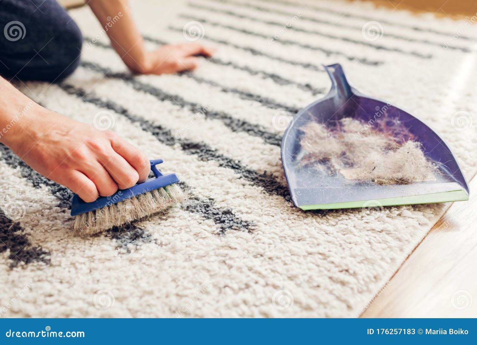 Cleaning Carpet from Cat Hair with Brush at Home. Man Cleans Dirty