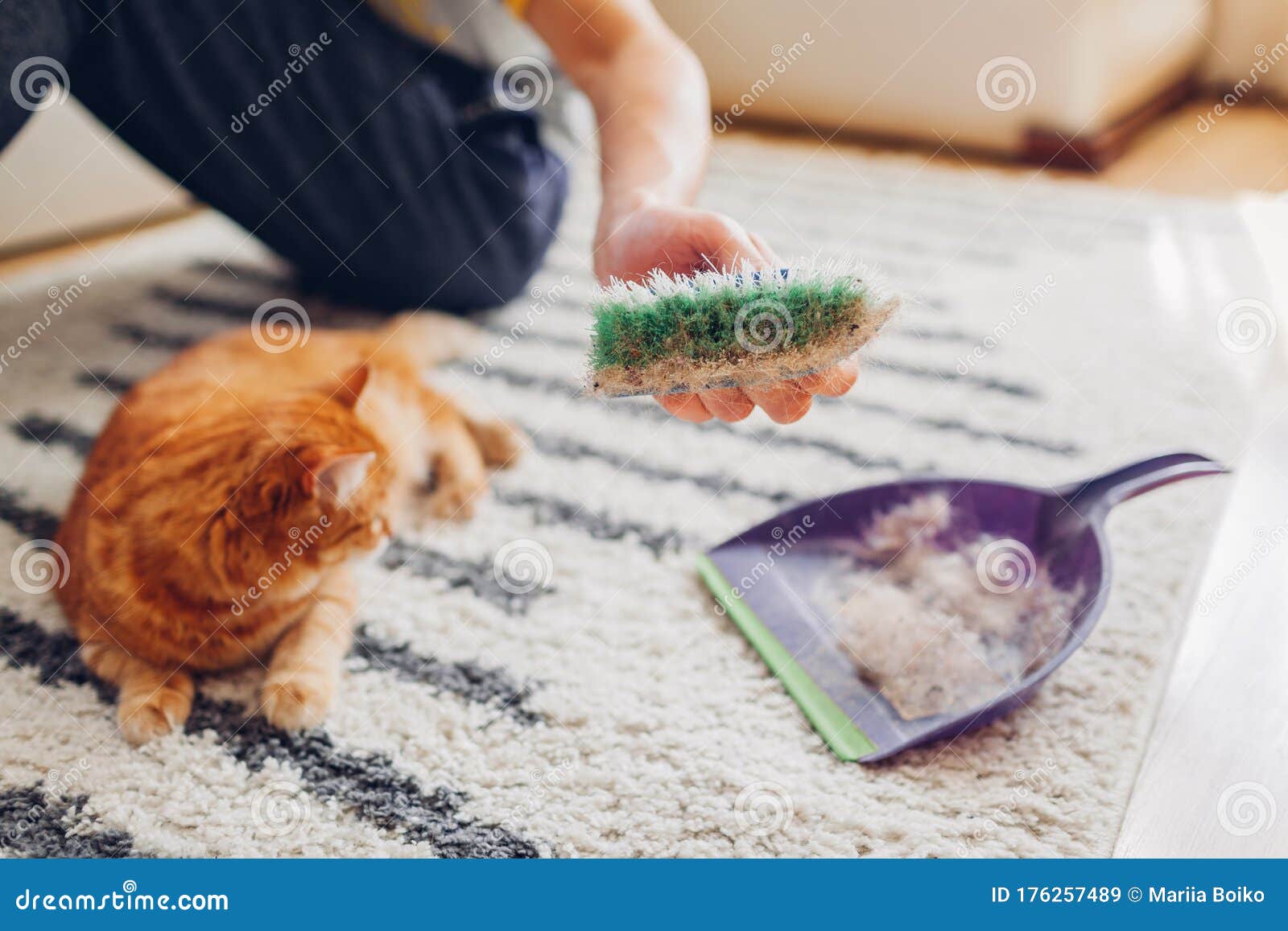 Cleaning Carpet From Cat Hair With Brush At Home. Man Cleans Dirty Rug Puts Animal Fur In Scoop
