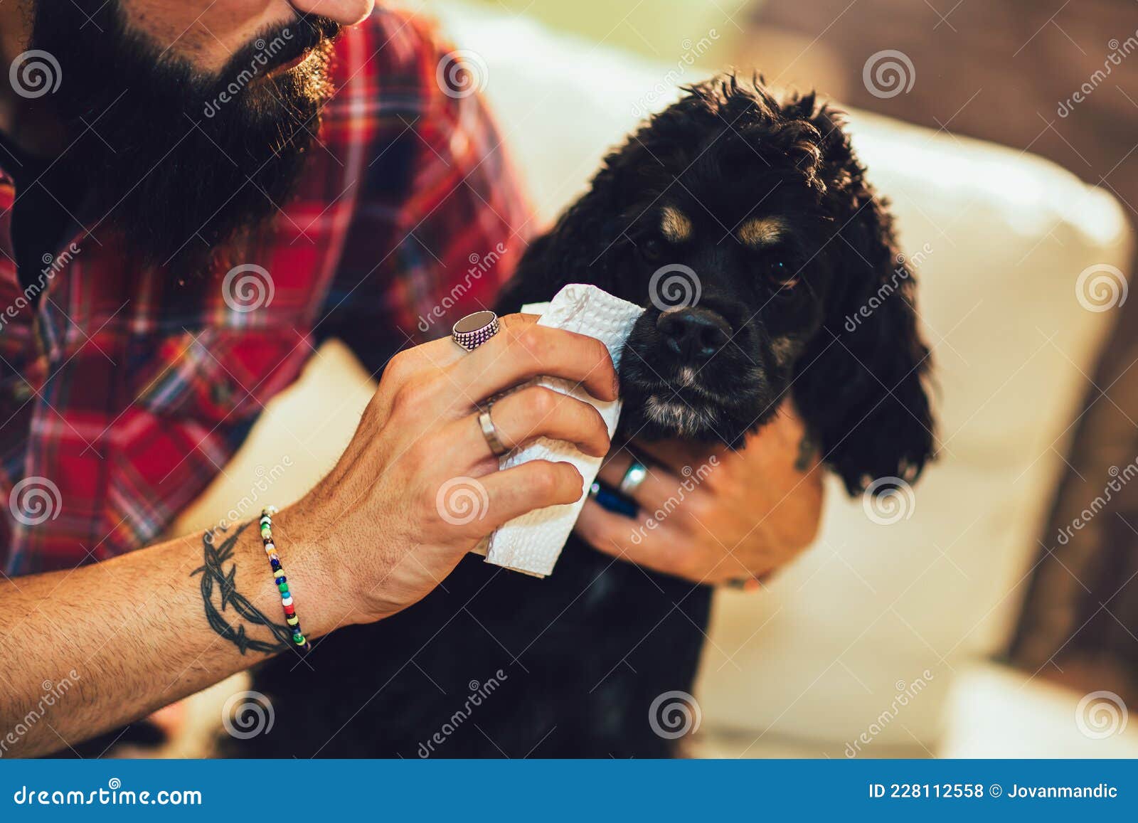 Cleaning Dog Eyes with Infection Stock Photo Image of domestic