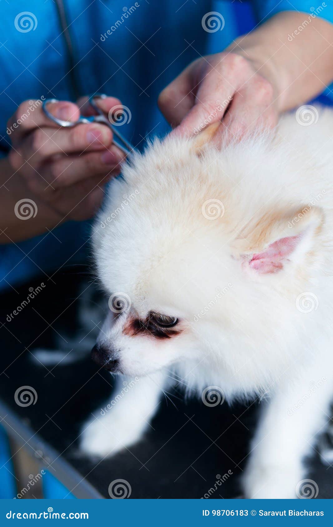 Ticks in ears of dog stock image. Image of young, grooming 98706183