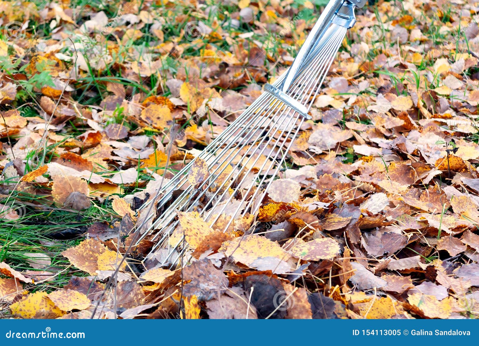 Cleaning of Fallen Leaves in the Courtyard with Fan Rakes Stock Image ...