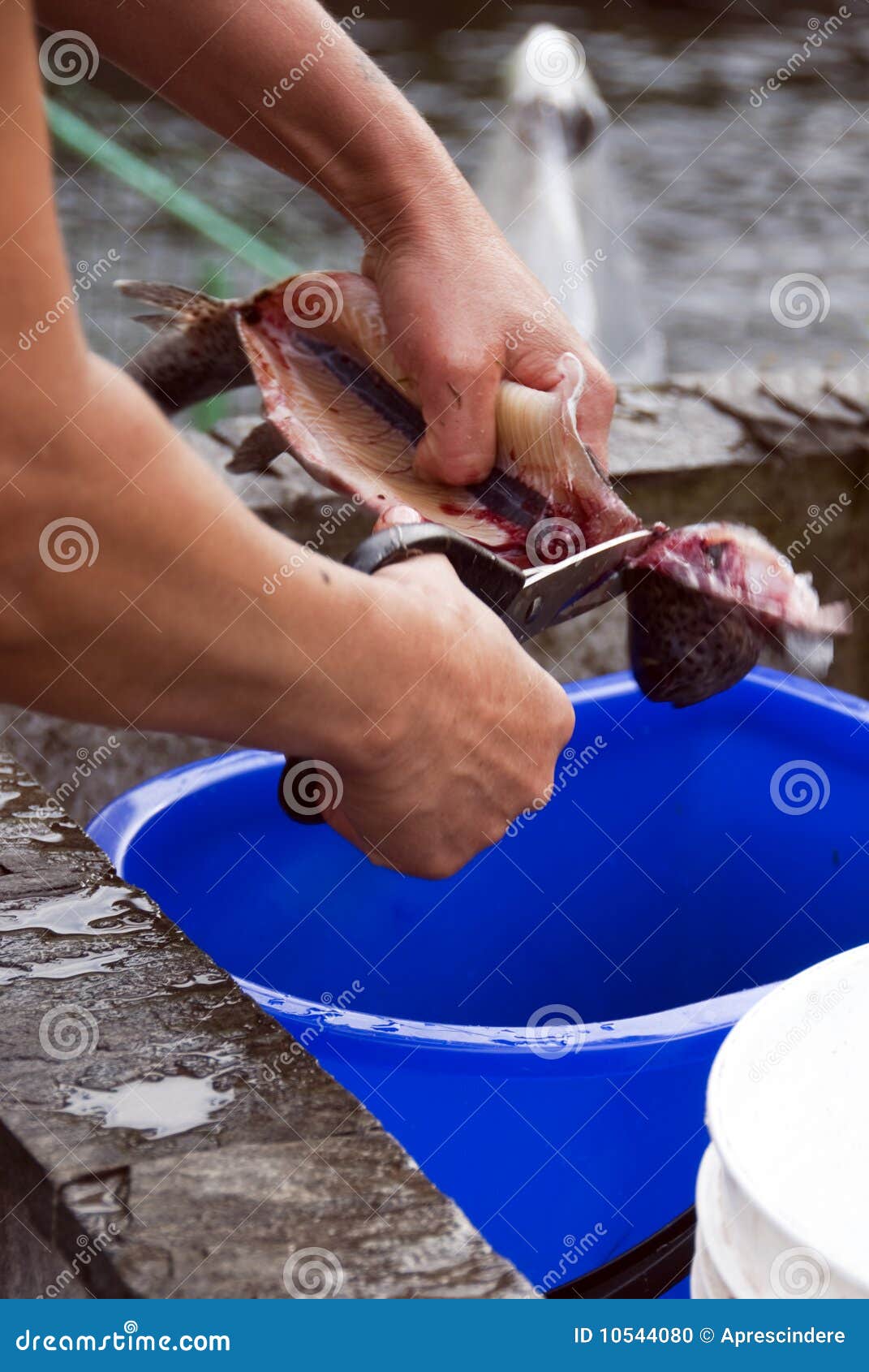 Cleaning fish stock photo. Image of head, guts, lunch 10544080