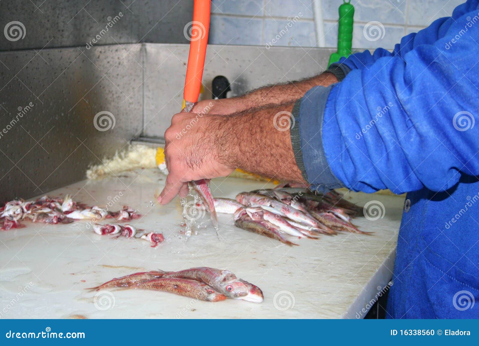 Cleaning fish stock photo. Image of hands, hand, worker 16338560