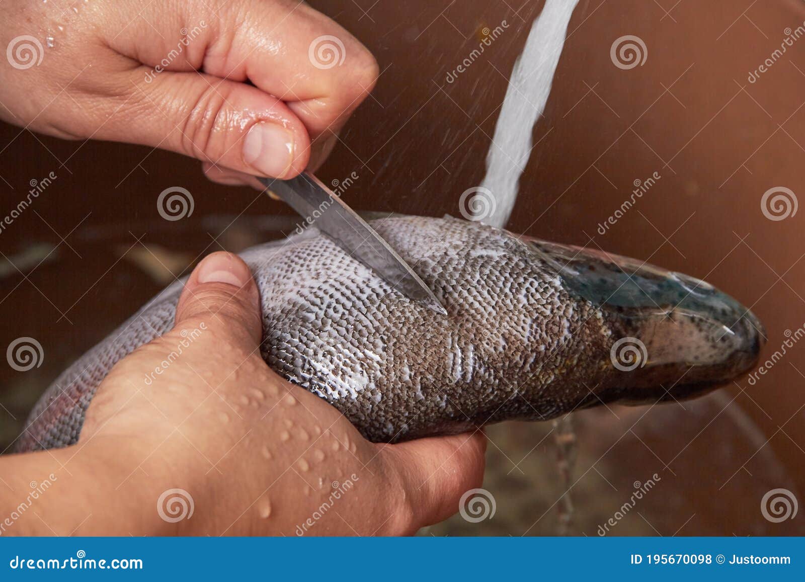 Cleaning Fish, Removing Fish Scales with a Knife Stock Photo Image of